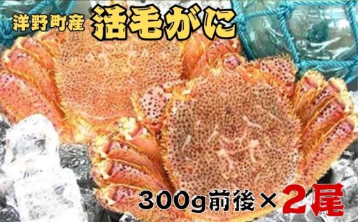 【3/31まで】洋野町産活毛がに 300g前後×2尾