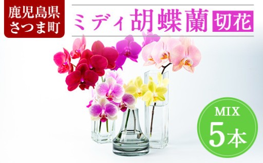 ＜予約受付中！2026年2月より順次発送＞ミディ胡蝶蘭切花(MIX5本セット)