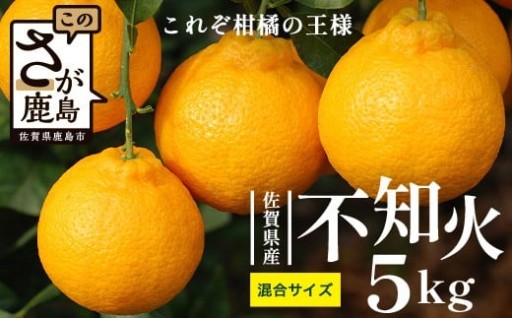 みかん 不知火 約5kg（箱込み）柑橘