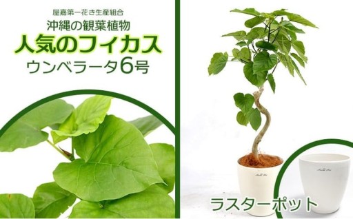 ★【沖縄の観葉植物】人気のフィカス ウンベラータ6号 ラスターポット