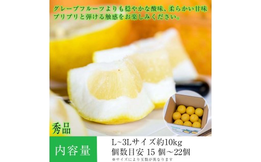 再開 西果樹園のサワーポメロ（秀品） 10kg 