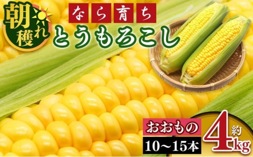  とうもろこし 約 4kg (10本～15本）