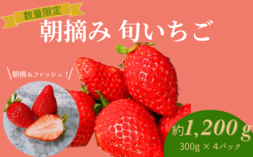 【旬！】毛呂山町のいちごはいかがですか？