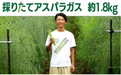 予約受付開始！石井さんの朝採れアスパラガス