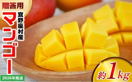 【2026年発送】贈答用マンゴー 約1kg【宜野座村産】 