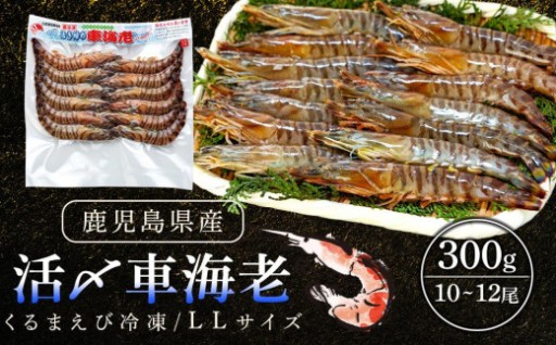 活き〆冷凍車海老　300g（LLサイズ）10～12尾入り