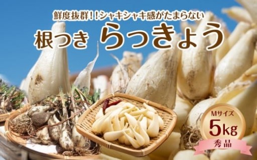 【先行予約】【ＪＡ】根付らっきょう　秀Ｍ・5kg箱