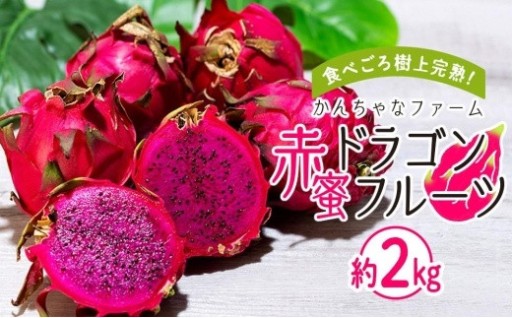 奄美産 食べごろ樹上完熟『赤蜜ドラゴンフルーツ』約2kg（4〜8玉）