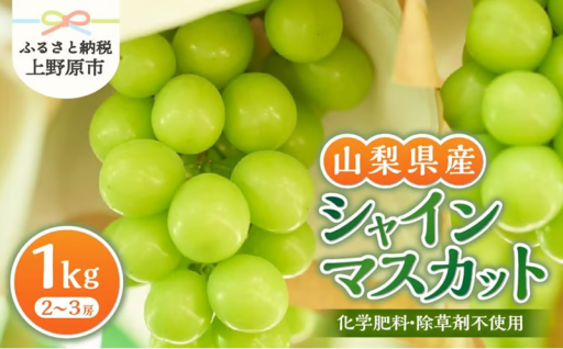 2026年先行予約・山梨県産シャインマスカット