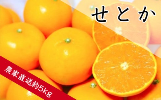 「柑橘の大トロ」としても人気！せとか（約5㎏）