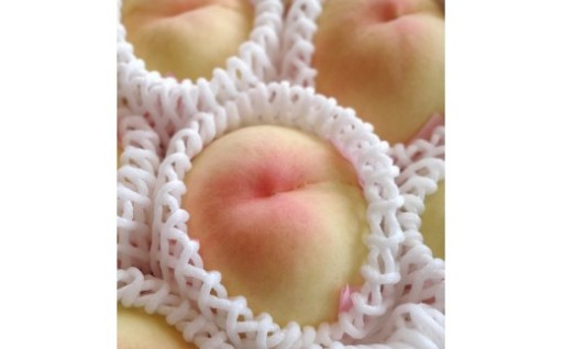 岡山市産 清水白桃 ご家庭用 大玉3玉 ＜2026年7月上旬～8月下旬頃出荷＞