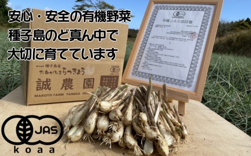 種子島 有機 JAS 根つき 生らっきょう 2kg