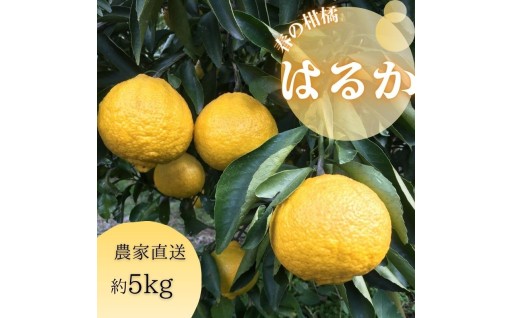 香りも良く、プチプチとした食感が特徴の春の柑橘「はるか」！