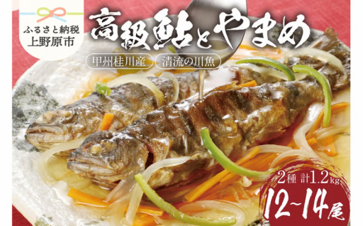 甲州桂川の高級鮎とやまめセット