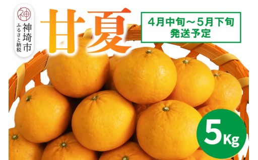 ＼ 2026年4月中旬より発送開始！甘夏 5kg ／