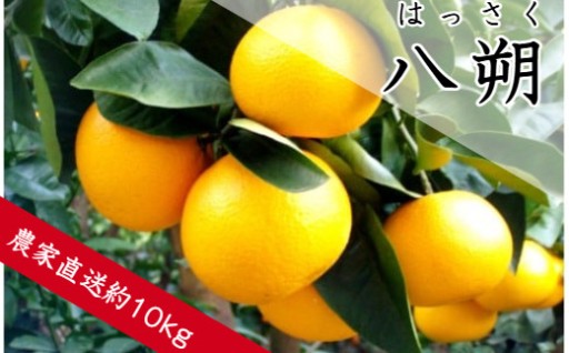 適度な甘さと酸味が特徴的な柑橘！