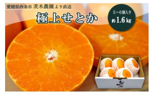 まるで柑橘の大トロ！「せとか」を農園より直送！