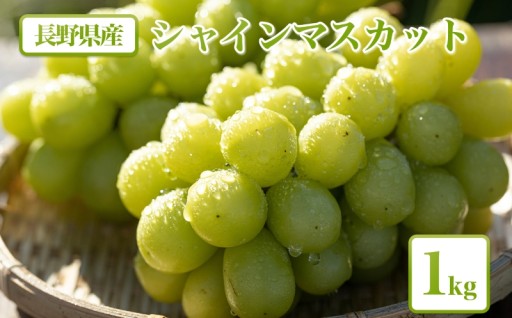 シャインマスカット 1kg【農家直送】 