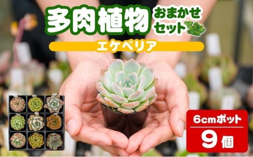 多肉植物 おまかせセット ＜9個＞