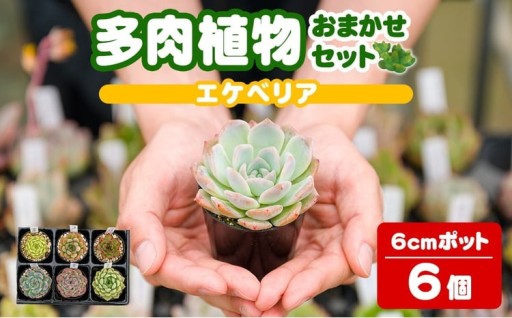 多肉植物 おまかせセット ＜6個＞