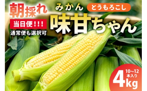 【当日便】早朝収穫！とうもろこし10～12本