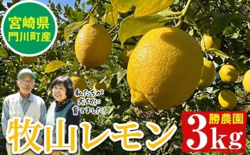 国産 牧山レモン(約3kg)