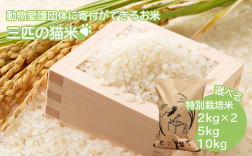 ふるさと納税で応援！三匹の猫米🍚