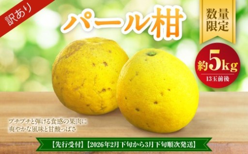 【先行受付】【数量限定】【訳あり】パール柑 約5kg 13玉前後【2026年2月下旬から3月下旬順次発送】