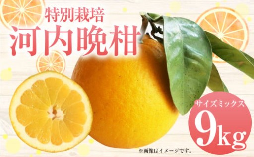 【先行受付】特別栽培河内晩柑 9kg