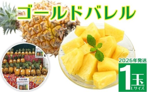 2026年発送【羽地の駅】ゴールドバレル1玉（Lサイズ）1.5kg以上