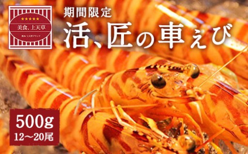 【配送日必須】【 上天草市 ブランド認証品 】活、匠の 車えび 約500g（約12～20尾） 