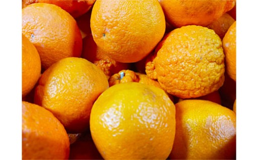 【規格外品】 不知火 (デコポンと同品種) ご家庭用 約4kg