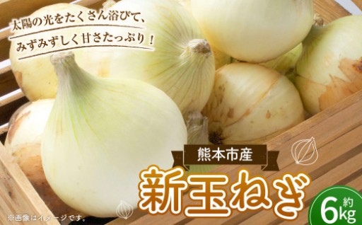【数量限定】新玉ねぎ 約 6kg【2026年3月下旬～4月下旬発送予定】