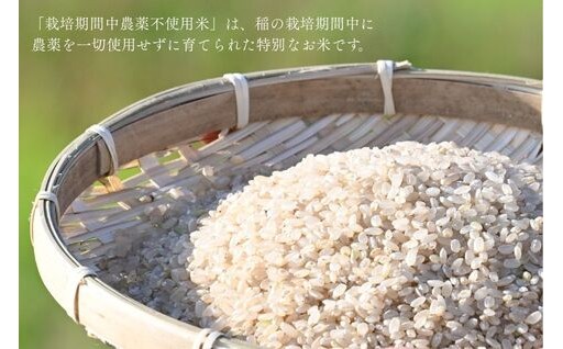 北海道奈井江町産ゆめぴりか「奏穂（かなでほ）」