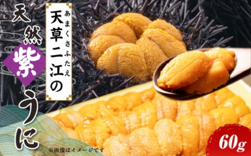 【春に旬を迎える天然紫ウニをご紹介】