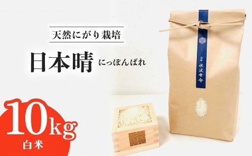 【先行予約】日本晴 白米 10kg 令和8年産