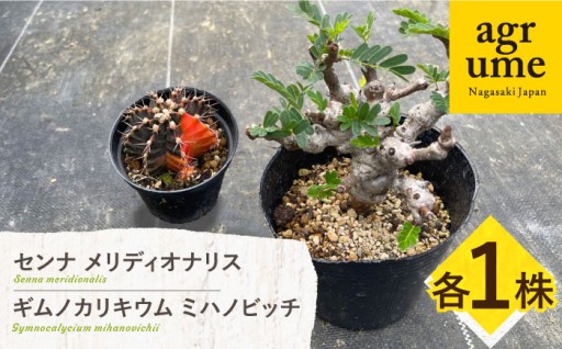 卓上の小さな自然。センナ＆ミハノビッチのセット