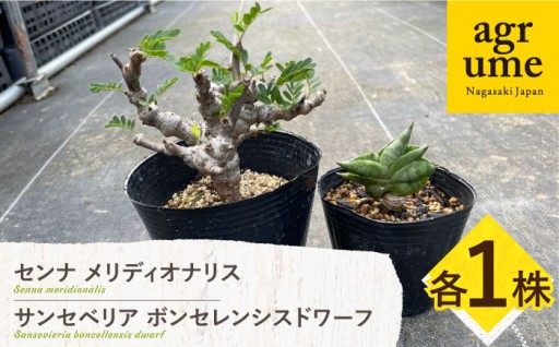 変化を楽しむ。センナ＆ボンセレンシスドワーフ