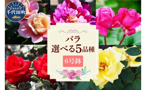 【選べる品種】🌹バラ🌹　鉢植え　６号鉢