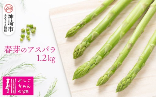 【令和8年3月より発送】春芽のアスパラ 1.2kg🌸