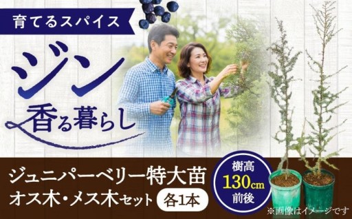 ジュニパーベリー、オス木・メス木で豊かな庭づくり