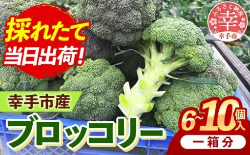 【🥦採れたて新鮮！🥦】きあり農園 2026年度 幸手市産 ブロッコリー 1箱
