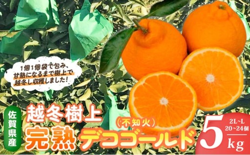 越冬樹上完熟デコゴールド （不知火） 5kg