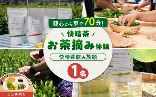 【絶品ランチ付】快晴茶のお茶摘み体験