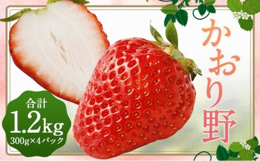 いちご 「かおり野」プレミアム 300g×4パック 約1.2kg