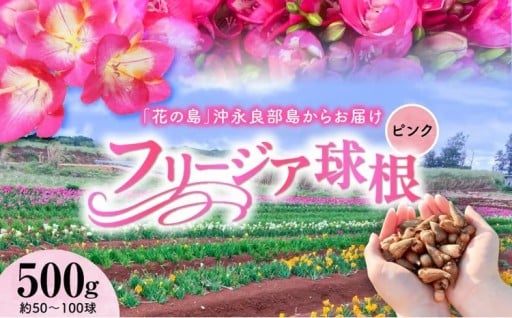 【先行受付🏷️】フリージア球根（ピンク）500g🌺