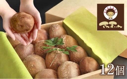 菌床椎茸 美峰の恵み さんまいん (12個)