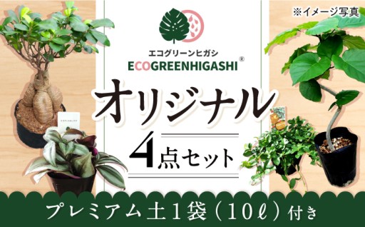 あなたの空間を彩る！観葉植物オリジナル4点セット