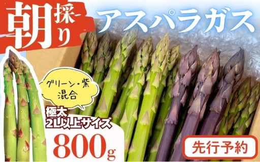 【先行予約開始！】やまに農産「朝採りアスパラガス」