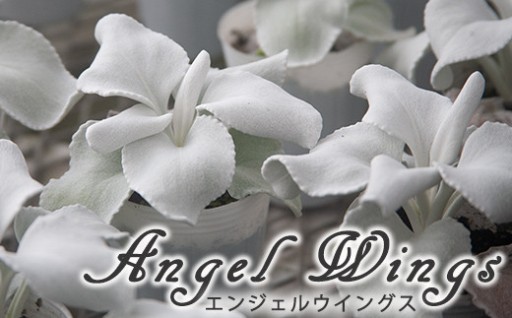 シルバーリーフ「エンジェルウイングス」